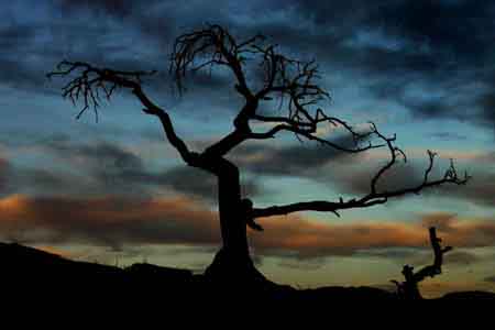 Burmis tree photograph