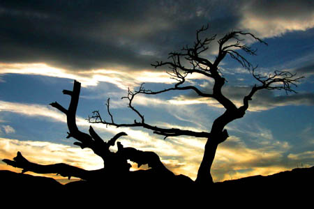 Burmis tree photograph