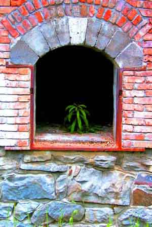 Photograph of Plant in a coke oven. Hosmer B.C