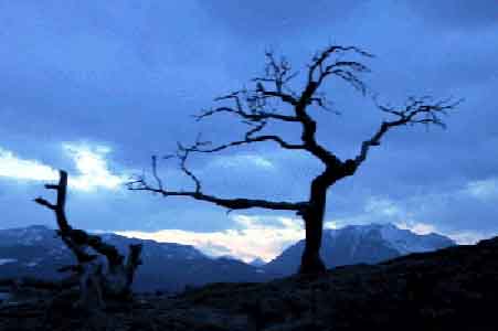 photo or the burmis tree